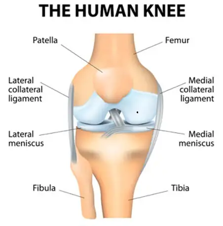 Human Knee picture