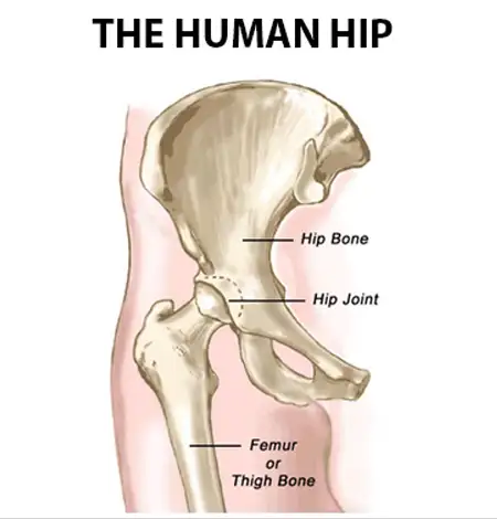Human Hip picture