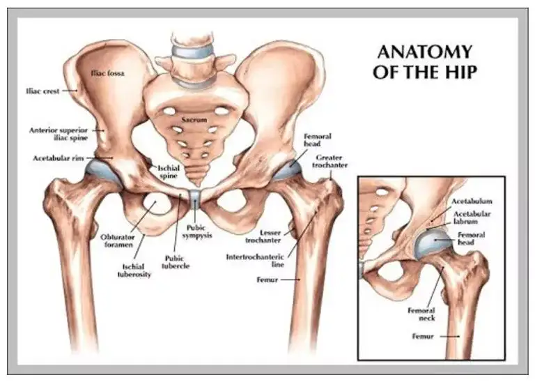 Ligaments of the hip joint